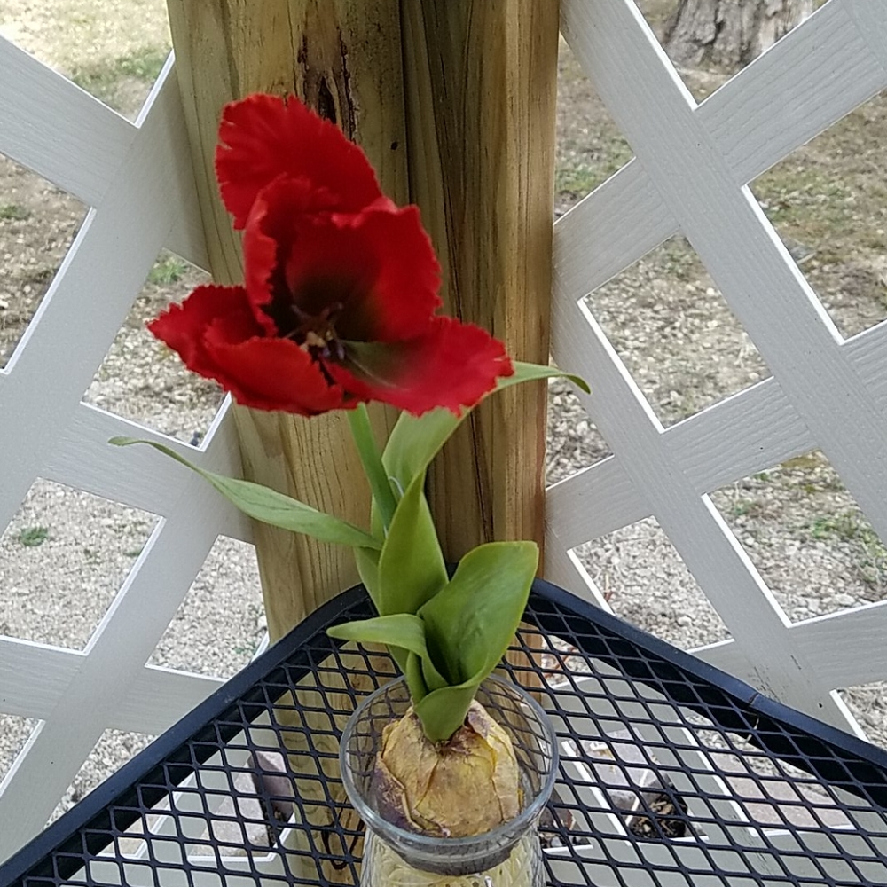 Spring Flower & Vase